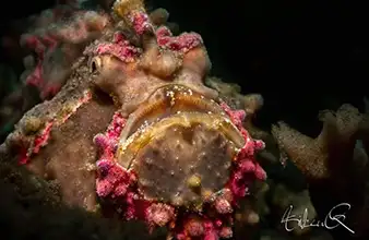 Site muck House Reef La Tortue